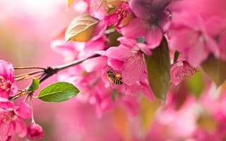 Картинка сакура, макро, цветение, ветка, вишня, пчела, цветки