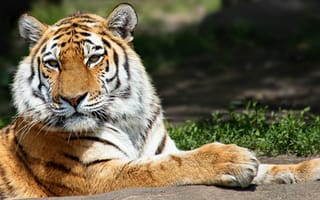 Картинка tiger, wild life, animal