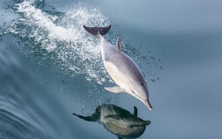Картинка вода, брызги, дельфин, отражение, прыжок