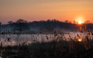 Картинка лес, небо, свет, трава, природа, туман, солнце, закат