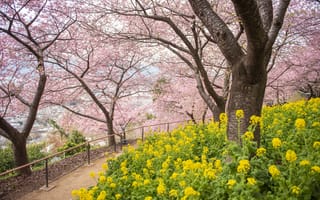 Картинка деревья, цветы, cherry, spring, сакура, парк, park, sakura, blossom, tree, pink, весна, цветение