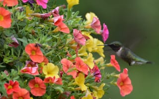 Картинка цветы, колибри, птичка, петуния