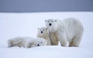 Картинка белые медведи, медведица, зима, детёныши, медведи, медвежата, Аляска, снег