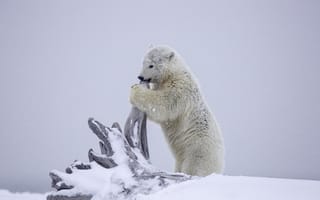 Картинка белый медведь, медведь, Аляска, зима, детёныш, коряга, снег, медвежонок