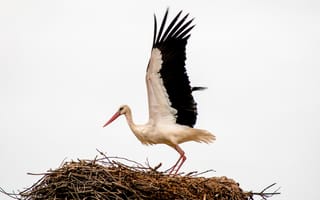 Картинка птица, гнездо, аист