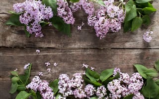 Картинка цветы, wood, blossom, lilac, flowers, сирень, spring