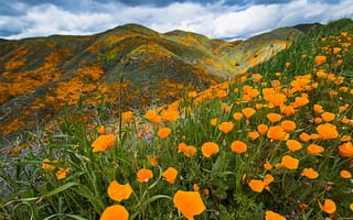 Картинка облака, цветы, яркие, оранжевый, Калифорния, холмы, поляна, горы