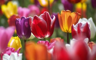 Картинка свет, цветы, весна, лепестки, бутоны, поляна, сад, тюльпаны