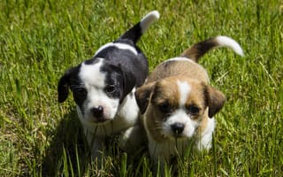 Картинка собаки, малыши, взгляд, щенки, мордашки, трава