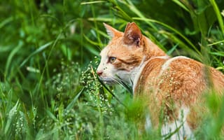 Картинка зелень, кошка, трава, взгляд, морда, лето, кот