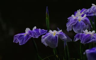 Картинка фиолетовый, листья, цветы, темный, сад, бутоны, ирис, сиреневые