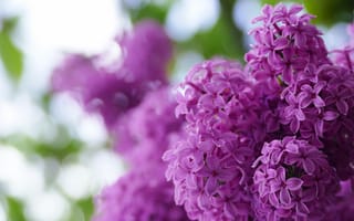 Картинка цветы, размытие, цветение, кусты, сирень, боке, весна