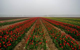 Картинка поле, небо, красный, цветы, деревья, перспектива, туман, весна