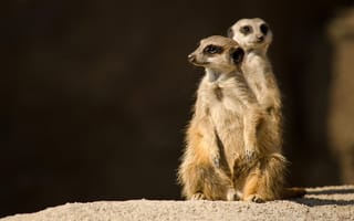 Картинка взгляд, свет, темный, сурикаты, пара, поза, камни, две