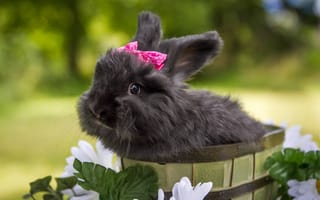 Картинка чёрный кролик, цветы, кролик