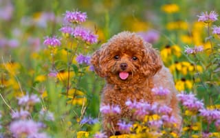 Картинка пудель, цветы, собака, щенок