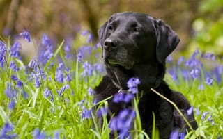 Картинка Лабрадор-ретривер, собака, колокольчики, цветы