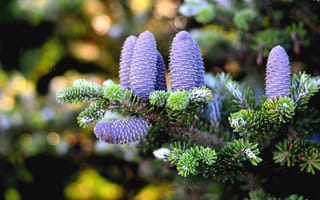 Картинка ветки, блики, боке, Хвойное дерево, хвоя, шишки