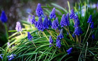 Картинка цветы, синий, поляна, мышиный гиацинт, весна, мускари