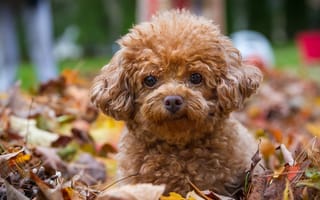 Картинка пудель, взгляд, листья, собака, щенок