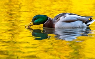 Картинка вода, отражение, плавание, желтый, водоем, селезень, утки