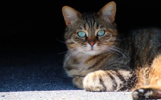 Картинка кошка, кот, морда, свет, взгляд, темный, серый