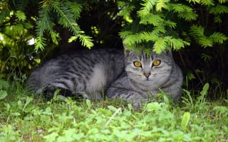 Картинка кошка, лето, кот, ветки, природа, взгляд, морда, трава