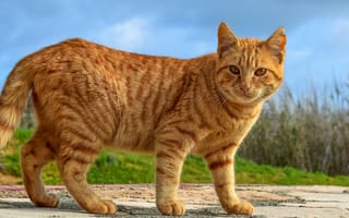 Картинка кошка, лето, поза, природа, морда, взгляд, кот