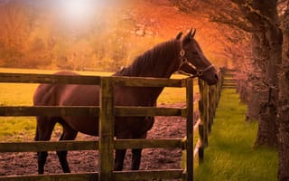 Картинка поле, осень, морда, свет, трава, солнце, взгляд, деревья