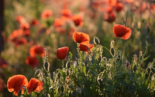 Картинка зелень, поле, красный, мак, поляна, свет, лето, цветы