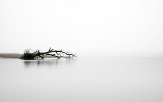Картинка дерево, река, туман