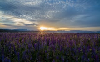 Обои Lake Tahoe, цветы, озеро Тахо, Невада, луг, Nevada, люпины, восход, рассвет, озеро, California, Калифорния