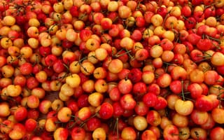 Картинка оранжевый, желтый, много, черешня, красный, ягоды, урожай, еда