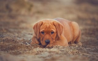 Картинка Лабрадор-ретривер, взгляд, собака, щенок, песок