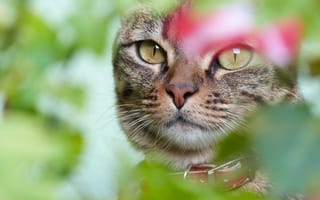 Картинка кот, взгляд, морда, глаза, кошка
