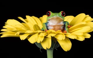 Картинка взгляд, цветы, черный, календула, лягушка, зеленый, желтый, лепестки
