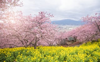 Картинка деревья, цветы, tree, park, парк, pink, cherry, blossom, spring, sakura, цветение, сакура, весна