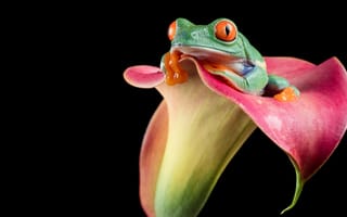 Картинка взгляд, макро, цветы, зеленый, красный, черный, лягушка, каллы