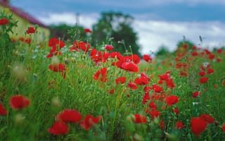 Картинка лето, небо, цветы, дома, маки, красный, луг, мак