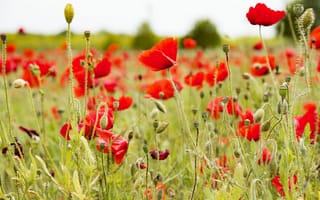 Картинка лето, небо, стебель, поляна, маки, красный, цветы, мак