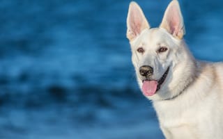 Картинка собака, уши, белая, морда, язык