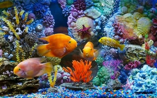 Картинка аквариум, рыбы, ракушки, рыбки, кораллы