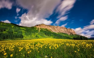 Картинка Crested Butte Mountain Resort, облака, цветы, Колорадо, Colorado, луг, горы