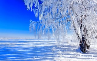 Картинка Зима, поле, небо, снег, дерево