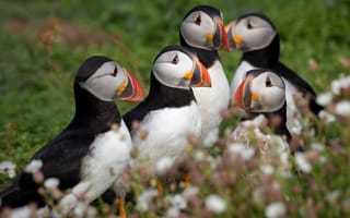 Картинка трава, взгляд, стайка, свет, птица, тупик, цветочки, компания