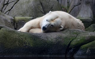 Картинка белый, взгляд, морда, мишка, поза, отдых, камни, медведь