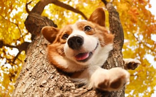 Картинка осень, язык, листья, радость, деревья, взгляд, ветки, морда