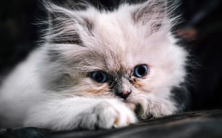 Картинка котёнок, голубые глаза, пушистый, мордочка