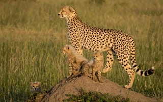Картинка Африка, гепарды, детёныши, котята