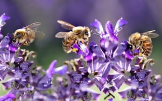 Картинка макро, свет, насекомое, пчёлка, опыление, сиреневые, цветы, пчела